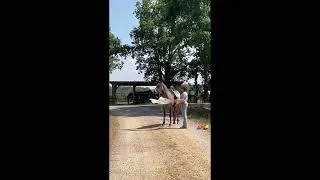Miniature : Cheval à vendre - Malak d'uranie - equirodi.com