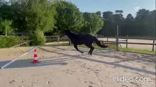 Miniature : Cheval à vendre - Magnifique mâle d’avenir pour le CSO ou CCE  - equirodi.com