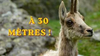 Miniature : À 30 mètres d'un groupe d'isards : Ma rencontre la plus intense dans les Pyrénées