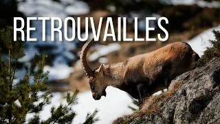 Miniature : Avec les bouquetins et les Gypaètes au début du printemps