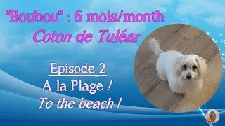 Miniature : 🐶 Les aventures de Boubou | 🐕 Episode 2 : A la Plage/To the Beach