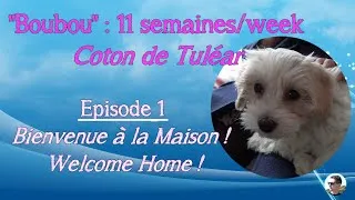 Miniature : 🐶 Les aventures de Boubou | 🐕 Episode 1 : Bienvenue à la Maison  / Welcome Home