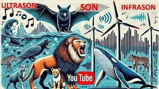 Miniature : La Physique des Sons : Du Cri de la Chauve-souris aux Nuisances Sonores Humaines