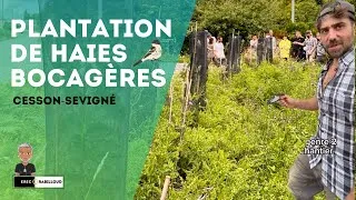 Miniature : Projet de plantation de haies bocagères dans la région de Rennes - Biodiversité