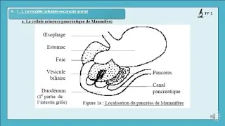 Miniature : TP Cell TP1  V2 Début Pancréas