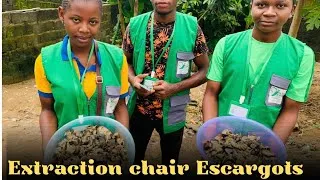 Miniature : Technique Facile pour Extraire la Chair d'Escargot - Apprentissage avec une Experte