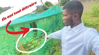 Miniature : Attaque sur Notre Ferme: Quand la Jalousie Prend le Dessus