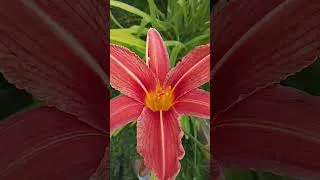 Miniature : 😎🌱 Dernière vidéo je pence ici🌱😎 