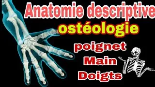 Miniature : Anatomie descriptive 3D: squelette du poignet et de la main.