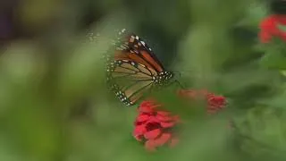 Miniature : La migration fascinante des papillons monarques