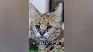 Miniature : Roar Project 3 : Mission servals validée