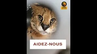 Miniature : Roar Project III : Faites un don pour transférer des servals