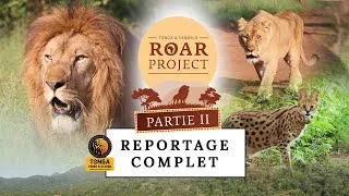 Miniature : Roar Project II : Transfert de lions en Afrique du Sud