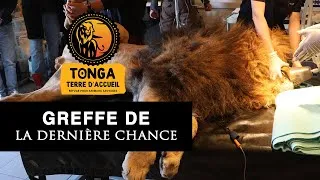 Miniature : Greffe de la dernière chance