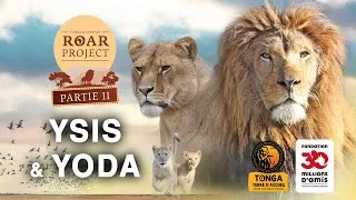 Miniature : ROAR PROJECT Partie 2 : d'autres lions en route pour l'Afrique