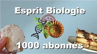Miniature : 1000 abonnés : chasse aux fossiles et gâteau vegan de Touraine !