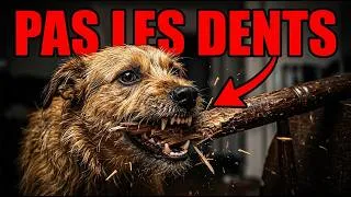Miniature : Pourquoi votre chien détruit VOS affaires