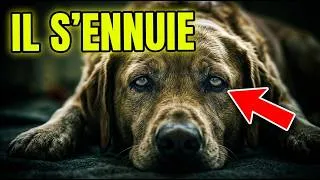 Miniature : Signes Silencieux que votre chien s'ennuie (et comment le sauver)
