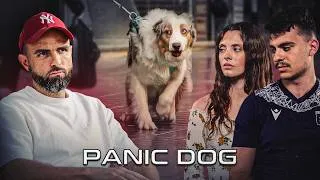 Miniature : Maltraité, Sourd, Borgne et Peureux 😩 Ce chien est très compliqué ! - Panic Dog #25