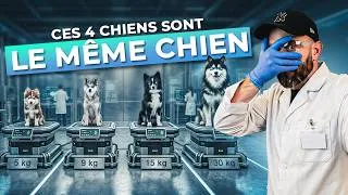 Miniature : Ce chien est né d’une blague ! 😱 le Pomsky