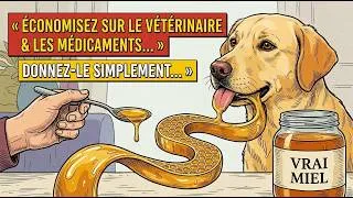 Miniature : 20 Aliments Peu Coûteux pour les Propriétaires Qui Veulent Guérir Leur Chien de l’Intérieur