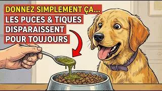 Miniature : Ajoutez SEULEMENT ÇA à la Nourriture de Votre Chien… Puces et Tiques Disparaissent en Une Nuit