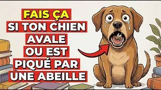 Miniature : Si Votre Chien Avale Une Abeille Ou Une Guêpe, Vous N’avez Que Quelques Secondes Pour Faire ÇA !