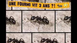 Miniature : F@