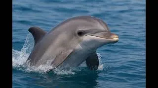 Miniature : 🐬 Les dauphins ont des noms ! Découvre comment ils se reconnaissent entre eux 🌊💡