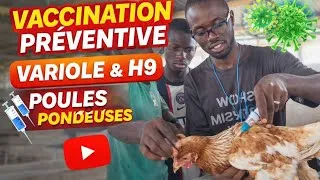Miniature : 🦠 Vaccination préventive contre la Variole  et Le H9 – Poules pondeuses Partie 1/4 Ingénieur Samassi