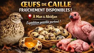 Miniature : Caille Chair Jumbo – Œuf de caille disponible  Avec ingénieur Samassi Abdoul Ramzi