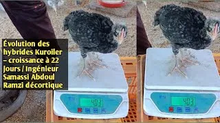 Miniature : Évolution des hybrides Kuroiler – croissance à 22 jours / Ingénieur Samassi Abdoul Ramzi décortique
