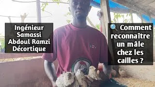 Miniature : 🔍 Comment reconnaître un mâle chez les cailles ? Ingénieur Samassi Abdoul Ramzi Décortique