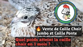 Miniature : Quel poids atteint la caille chair en 1 mois ? : Performance zootechnique Avec Ingénieur Samassi