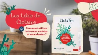 Miniature : Comment rempoter un cactus ou une plante grasse avec le Terreau Cactées et Succulentes Clotaire ?