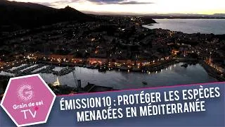 Miniature : Émission 10 GRAIN DE SEL TV : Protéger les espèces menacées en Méditerranée