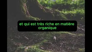 Miniature : Pourquoi l'Humusation® ?  Une réponse née du vivant #02