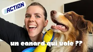 Miniature : Je teste les produits Action pour chien !