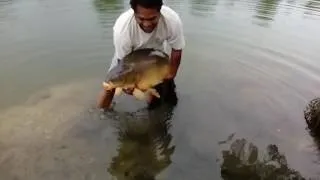 Miniature : Remise à l'eau carpe 18,5 kg