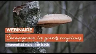 Miniature : WEBINAIRE : Champignons, les grands recycleurs
