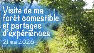 Miniature : Visite de ma forêt comestible et partages d'expériences