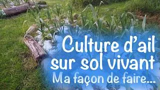 Miniature : Culture d'ail sur sol vivant, ma façon de faire...