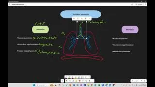 Miniature : Système respiratoire - 3e secondaire - Inspiration et expiration (ventilation pulmonaire)