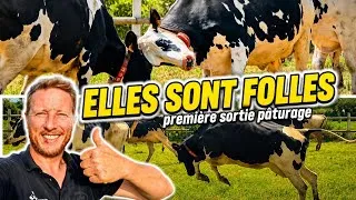 Miniature : SORTIE PATURAGE !!! elles sont folles