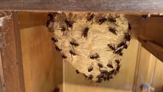 Miniature : Nid de frelons endroit insolite 