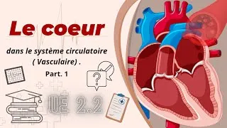 Miniature : Le Cœur dans le Système Circulatoire. UE 2.2 Semestre 1. partie 1 .