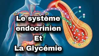 Miniature : le système endocrinien : l'intervention du système endocrinien dans la régulation de la glycémie