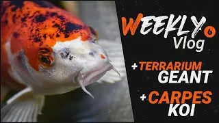 Miniature : MES CARPES KOI ET MON TERRARIUM GEANT ! Weekly Vlog 6