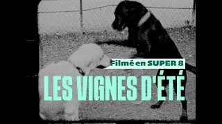 Miniature : Les vignes d'été | BORDEAUX EN SUPER 8 FILM №5