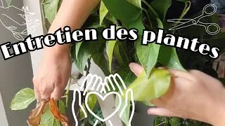Miniature : Entretien des plantes de l'automne
